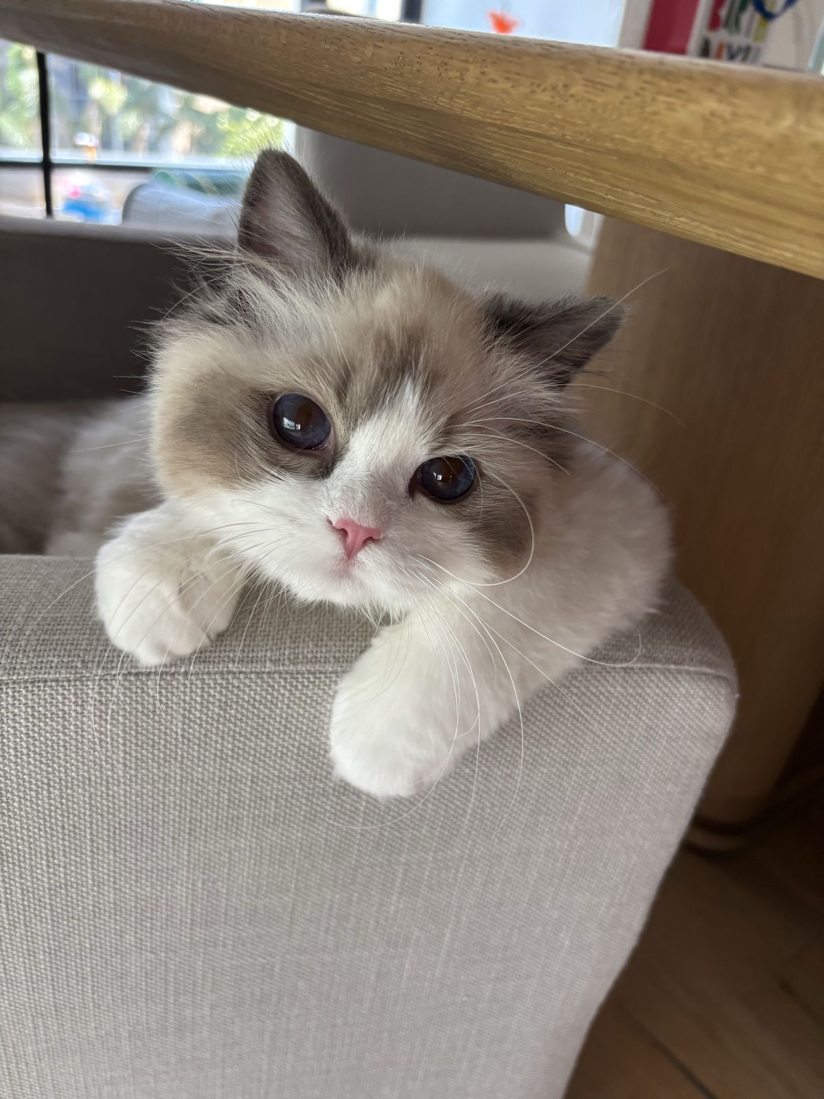Gatito on the couch